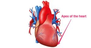 apex of lv|cardiac apex location.